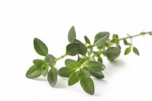 thyme stem
